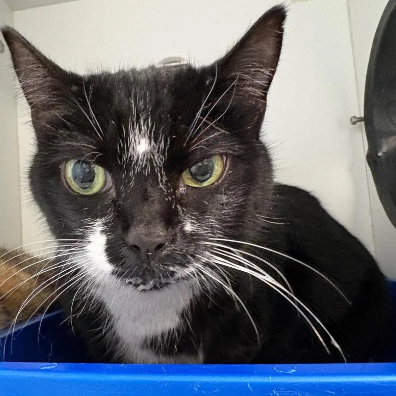 An adult medium-sized female Black Domestic Short Hair cat named Snickers for adoption in Port Richey, FL