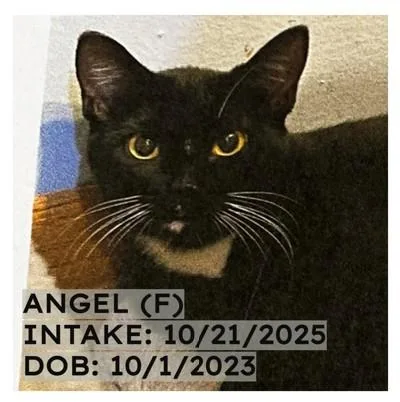 A young medium-sized female Black Domestic Short Hair cat named Angel for adoption in New Richmond, WI