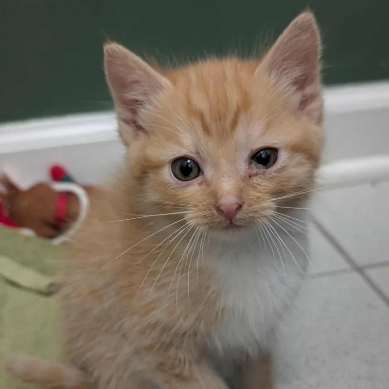 A baby small-sized female Orange / Red Domestic Short Hair cat named Pawnyo for adoption in Columbus, GA