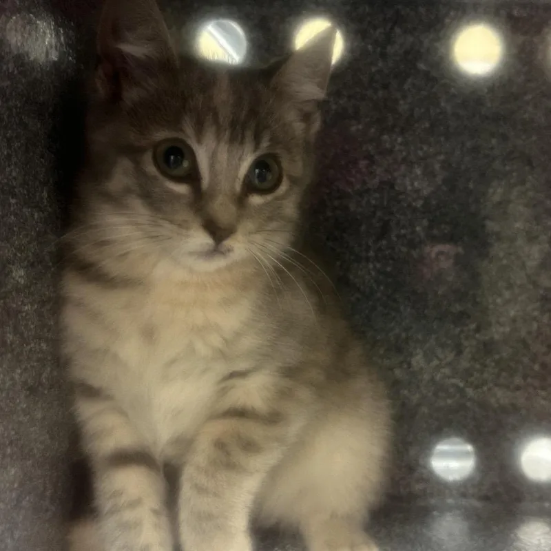 Confetti Cannon thumbnail 2