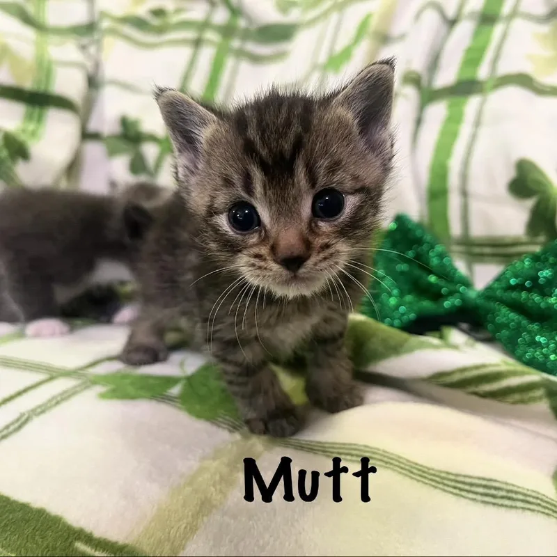 A baby small-sized male Brown / Chocolate Domestic Short Hair cat named Mutt for adoption in Monroe, MI