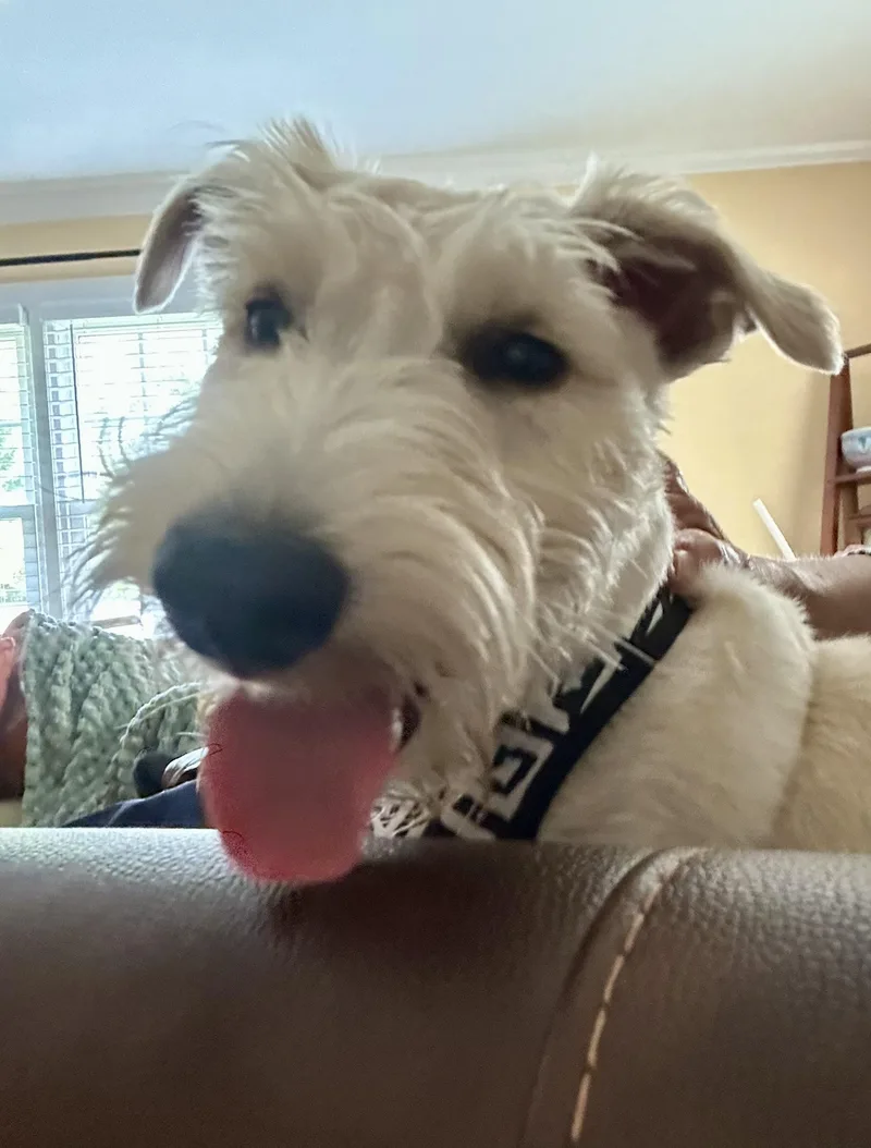 A baby small-sized male Scottish Terrier dog named Jack for adoption in Rockaway, NJ