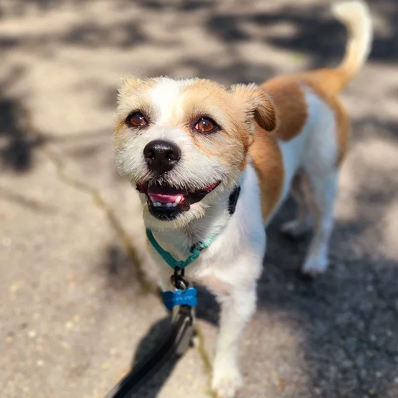 A baby small-sized male Apricot / Beige Terrier dog named Al for adoption in Warren, OH