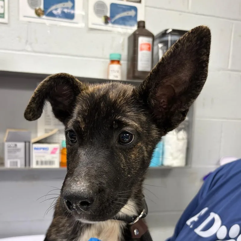 A baby medium-sized male Brindle Mixed Breed dog named Otis for adoption in Summerville, SC