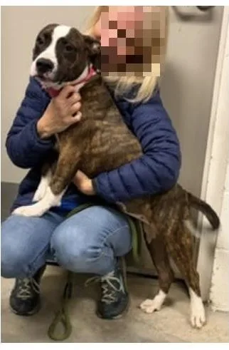 A young medium-sized female Brindle American Staffordshire Terrier dog named Juno for adoption in Cumberland, RI