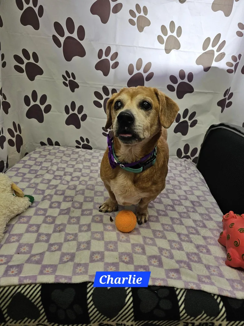 Charlie thumbnail 2