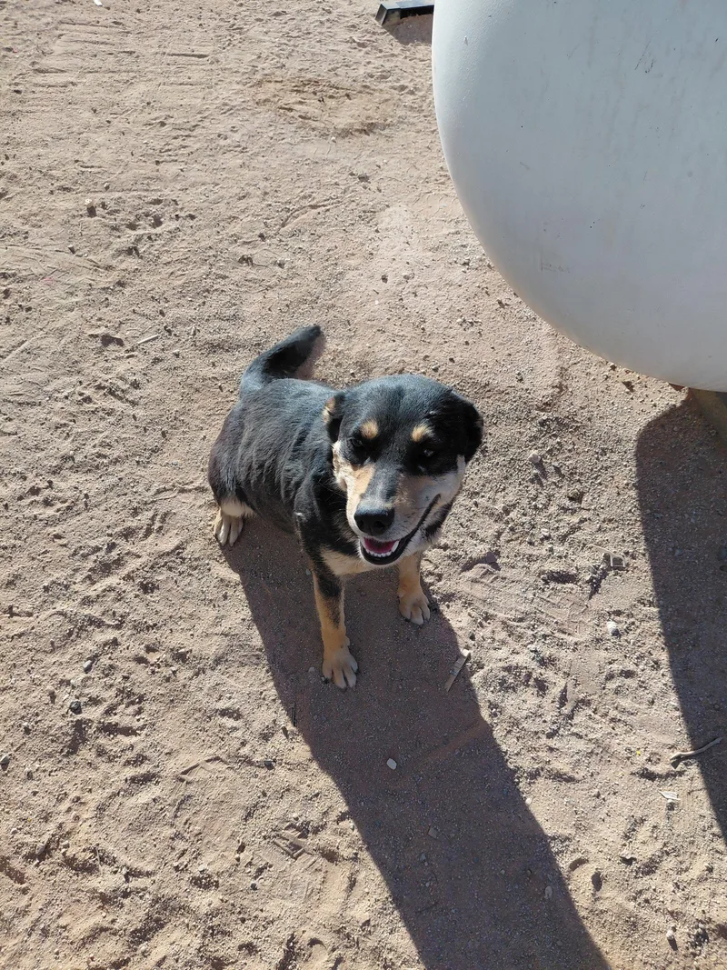 A young medium-sized female Shepherd dog named Sophia for adoption in Chandler, AZ