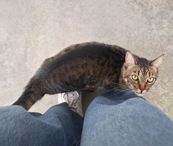 An adult large-sized male Domestic Short Hair cat named Kai for adoption in Silverdale, WA