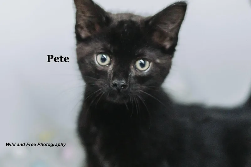 A young medium-sized male Domestic Short Hair cat named Pete for adoption in Morehead, KY