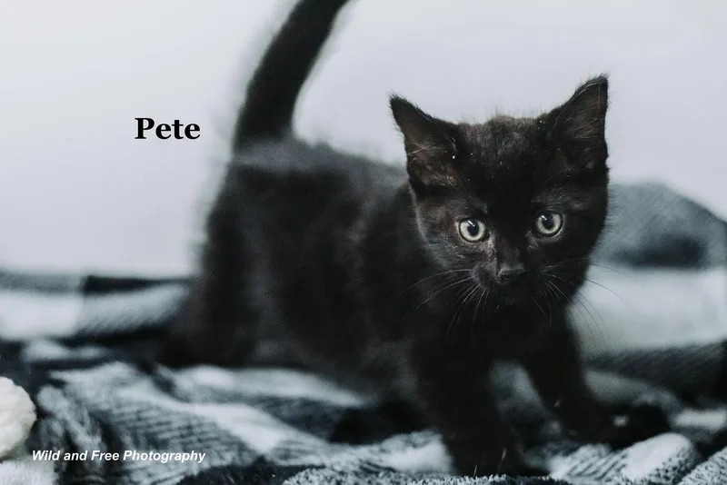 Pete thumbnail 2