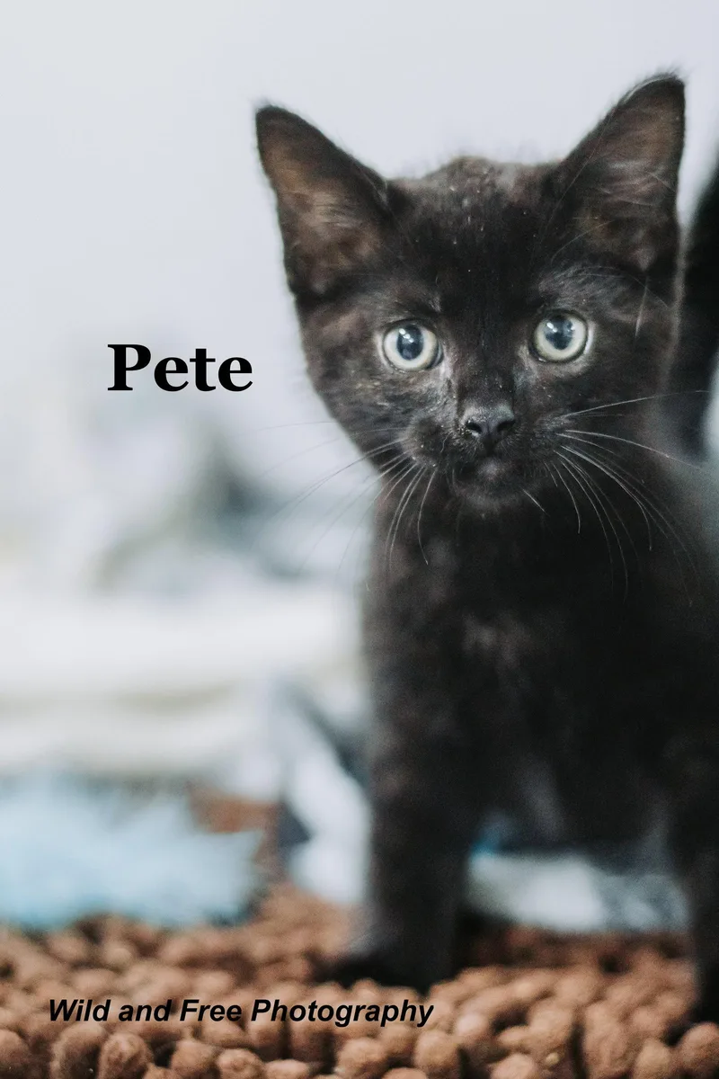 Pete thumbnail 3