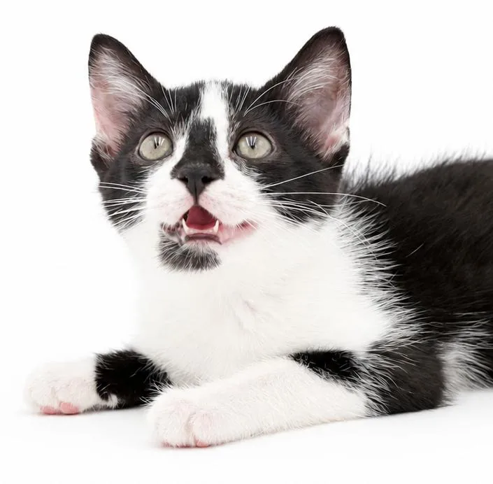 A baby small-sized female Turkish Van cat named Tuna she's cuddly for adoption in Bedford Hills, NY