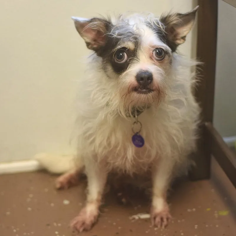 An adult small-sized female White / Cream Maltese dog named Squeak for adoption in Belleville, IL