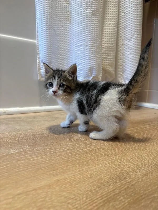 A young medium-sized female White Domestic Short Hair cat named Trinket for adoption in Warren, PA