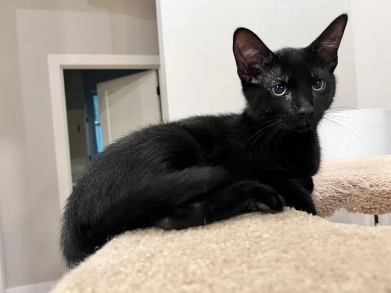 Atticus
