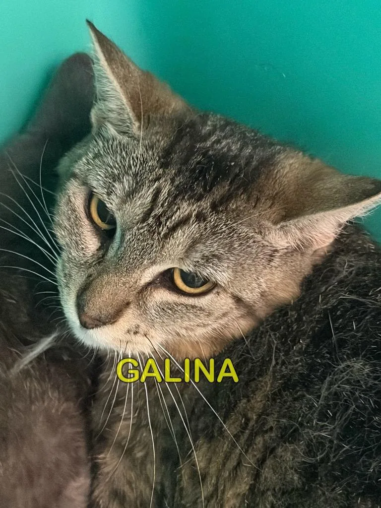 A young small-sized female Domestic Short Hair cat named Galina for adoption in Plattsburgh, NY