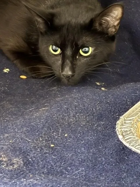 A young medium-sized male Domestic Short Hair cat named Spicey Cat for adoption in Rome, GA