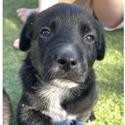A baby medium-sized female Black Golden Retriever dog named Sutton for adoption in Santa Rosa, CA