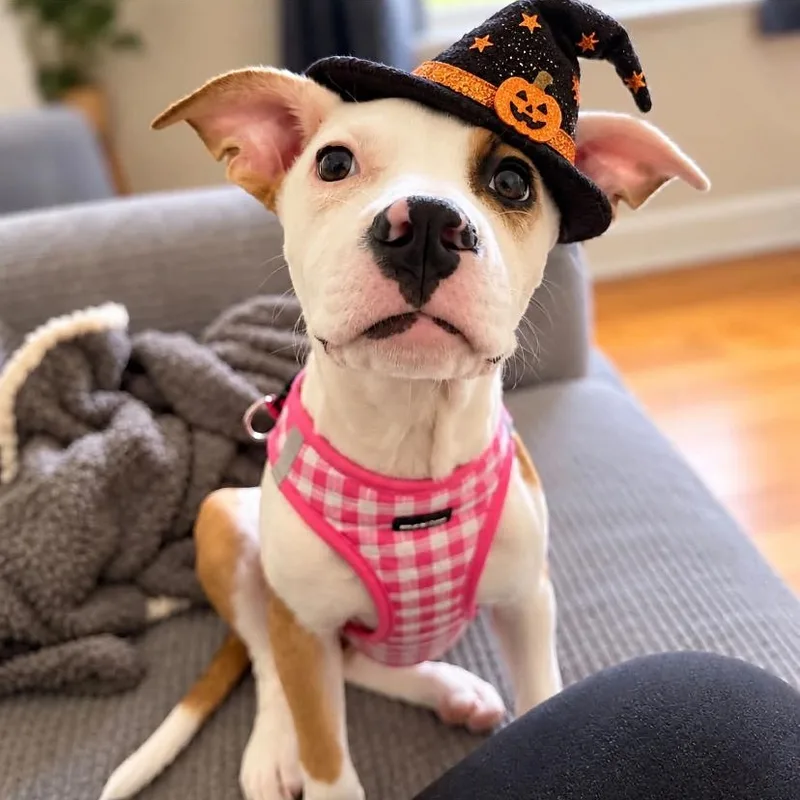 A baby medium-sized female Pit Bull Terrier dog named Pixie Dust for adoption in Philadelphia, PA