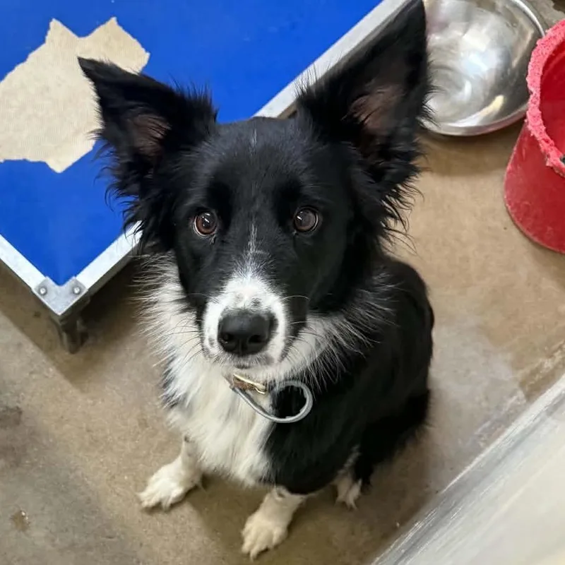 An adult medium-sized female Black Border Collie dog named River for adoption in Stephenville, TX