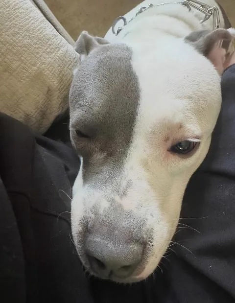 A young medium-sized female Gray / Blue / Silver Pit Bull Terrier dog named Pom Pom for adoption in Naperville, IL