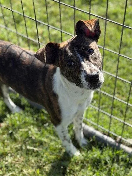 A young small-sized female Terrier dog named Sage for adoption in Bloomfield, CT