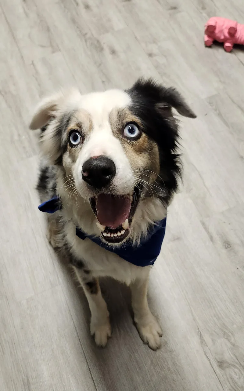 An adult medium-sized male Australian Shepherd dog named Shiloh for adoption in Mansfield, OH