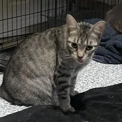 A baby small-sized female Tabby (Gray / Blue / Silver) Domestic Short Hair cat named Kiwi for adoption in Liverpool, TX