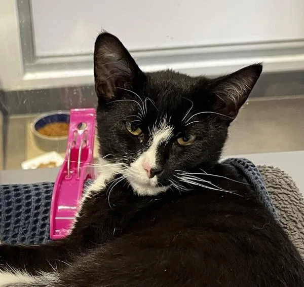 A baby small-sized male Domestic Short Hair cat named Marble for adoption in Oceanside, CA