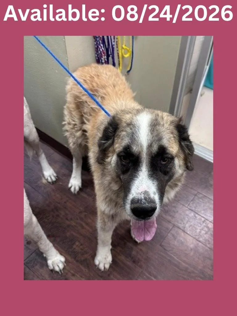 A young large-sized female Great Pyrenees dog named Dog Kennel Josie for adoption in Greenville, TX