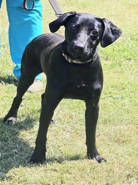 A young small-sized female Labrador Retriever dog named Tulip for adoption in York, SC