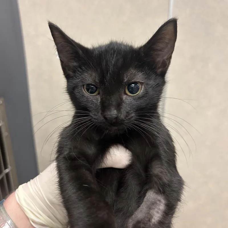 A baby small-sized male Black Domestic Short Hair cat named Lovebug for adoption in Jacksonville, FL