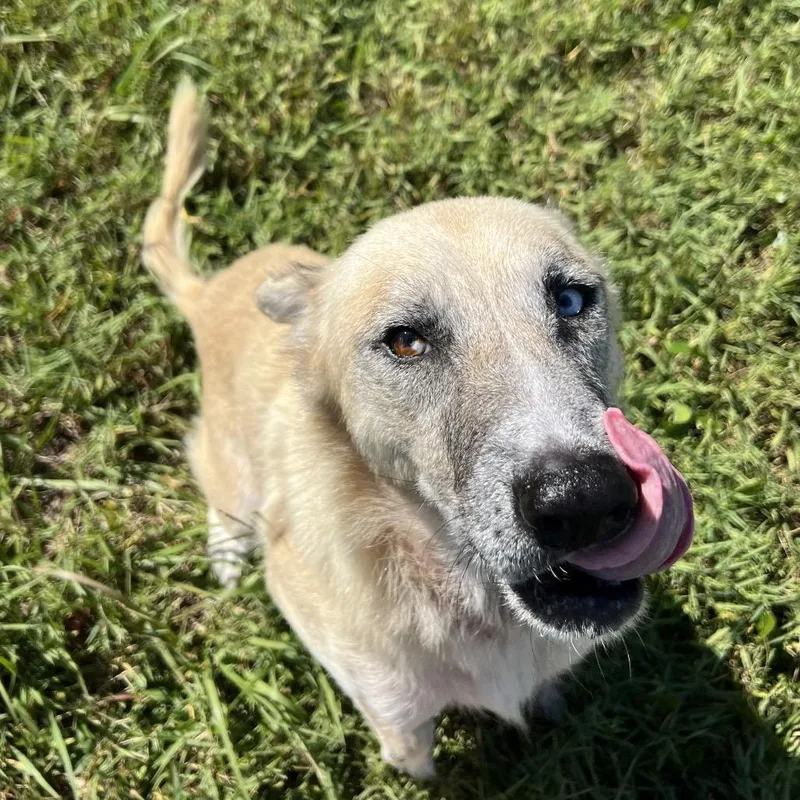 An adult medium-sized female Anatolian Shepherd dog named Latte for adoption in Baton Rouge, LA