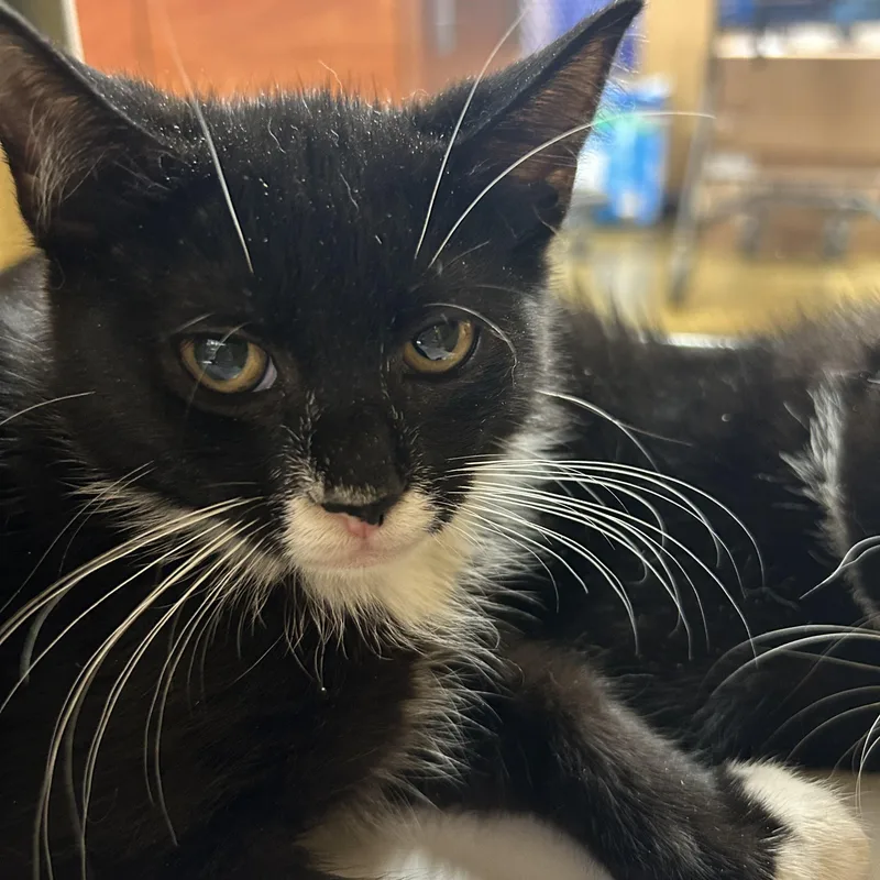 A baby medium-sized female Black & White / Tuxedo Tuxedo cat named Violet for adoption in Lambertville, NJ