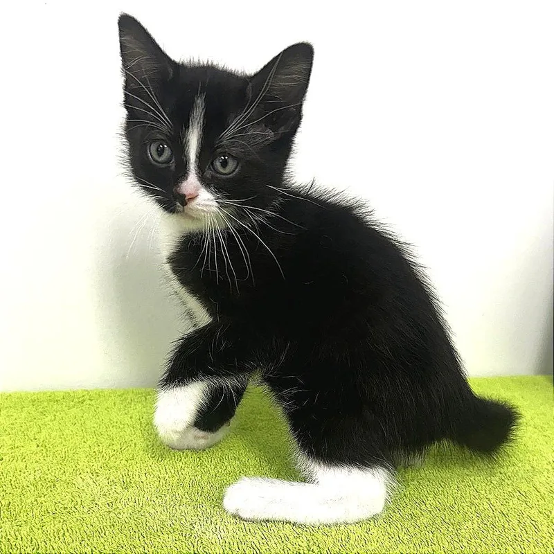 A baby small-sized male Domestic Short Hair cat named Keebler for adoption in Warrensburg, MO