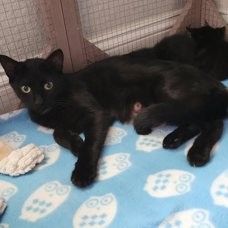 A young medium-sized female Domestic Short Hair cat named Emerald Green for adoption in Elizabeth City, NC