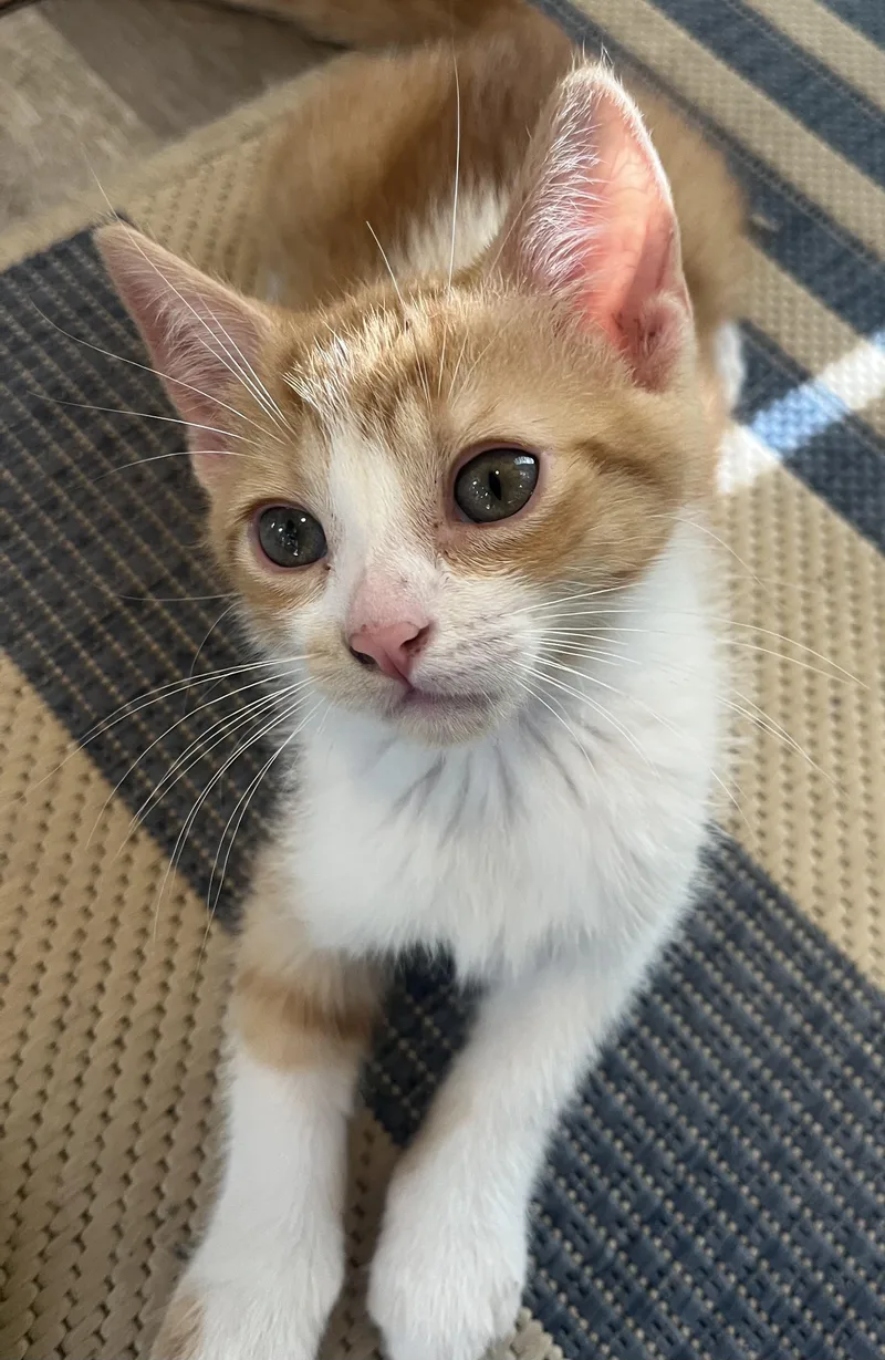 A baby medium-sized male Orange & White Domestic Short Hair cat named Cade Brother to Bronny for adoption in Clawson, MI
