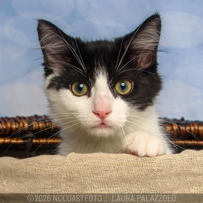 A baby medium-sized female Black & White / Tuxedo Domestic Medium Hair cat named Maggie for adoption in Emerald Isle, NC