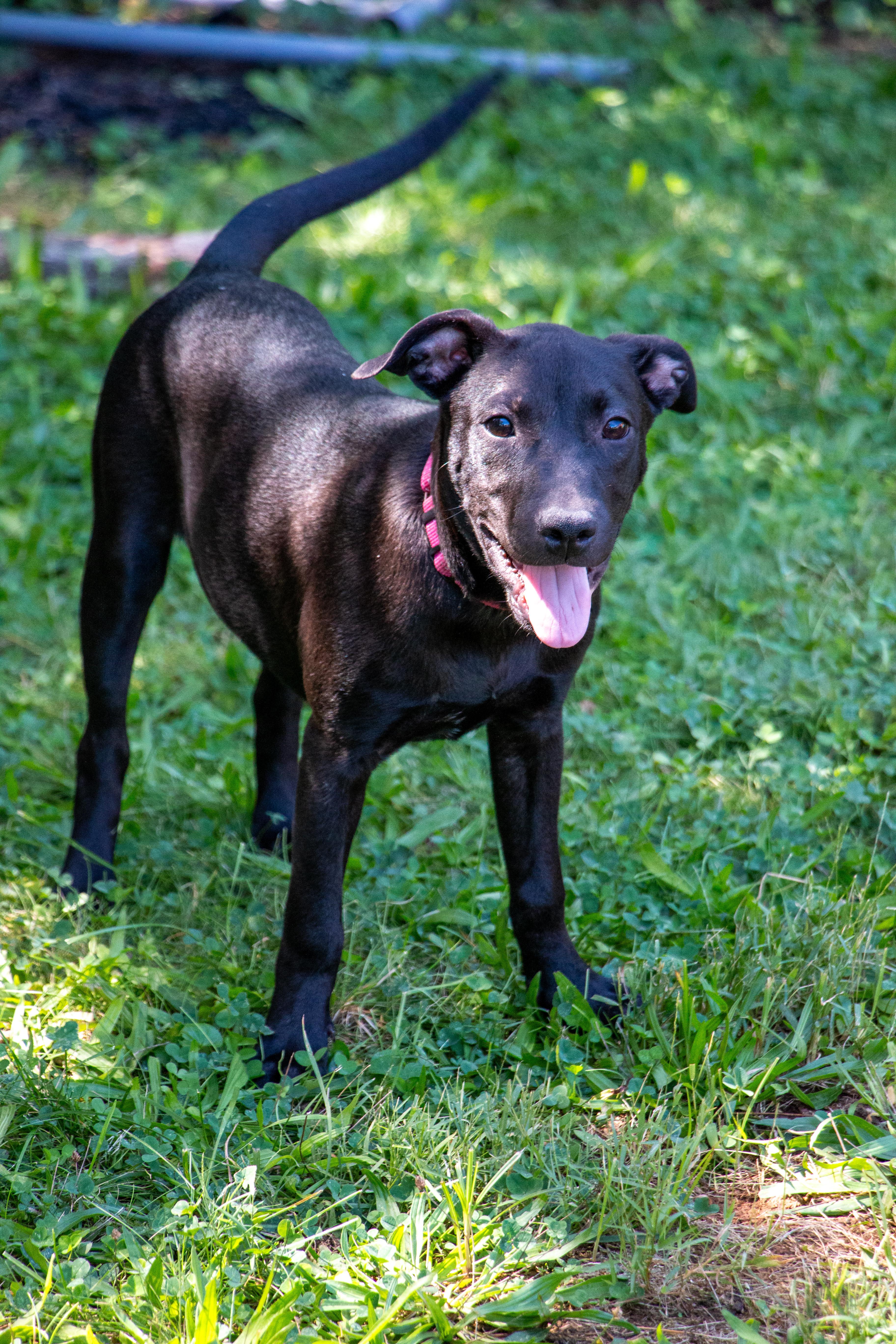 A baby medium-sized female Labrador Retriever dog named Brienne for adoption in Houston, TX