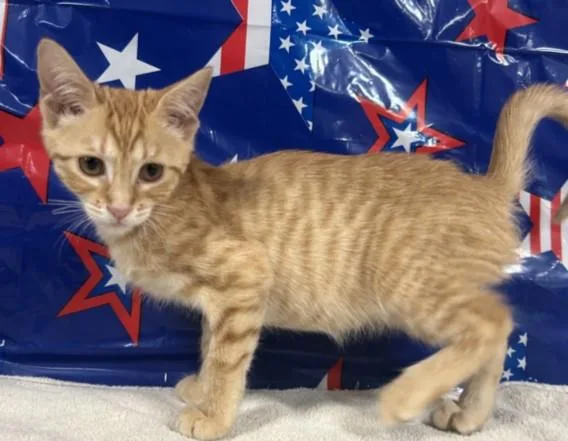 A baby small-sized female Domestic Short Hair cat named Paprika for adoption in San Pedro, CA