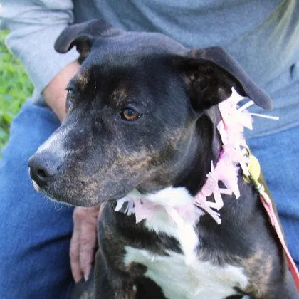 A young large-sized female Black Mixed Breed dog named Ginger for adoption in Lansing, MI
