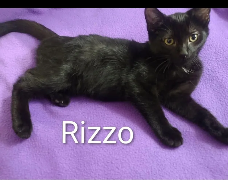 A baby medium-sized female Black Bombay cat named Rizzo for adoption in Wyandotte, MI