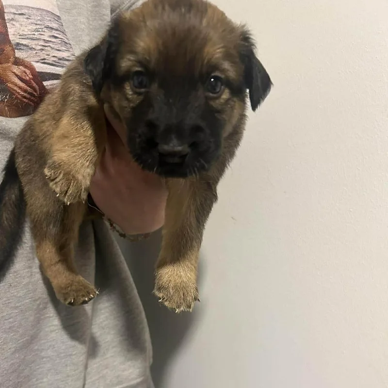 A baby small-sized male Sable Australian Cattle Dog / Blue Heeler dog named Benedict for adoption in Austin, TX