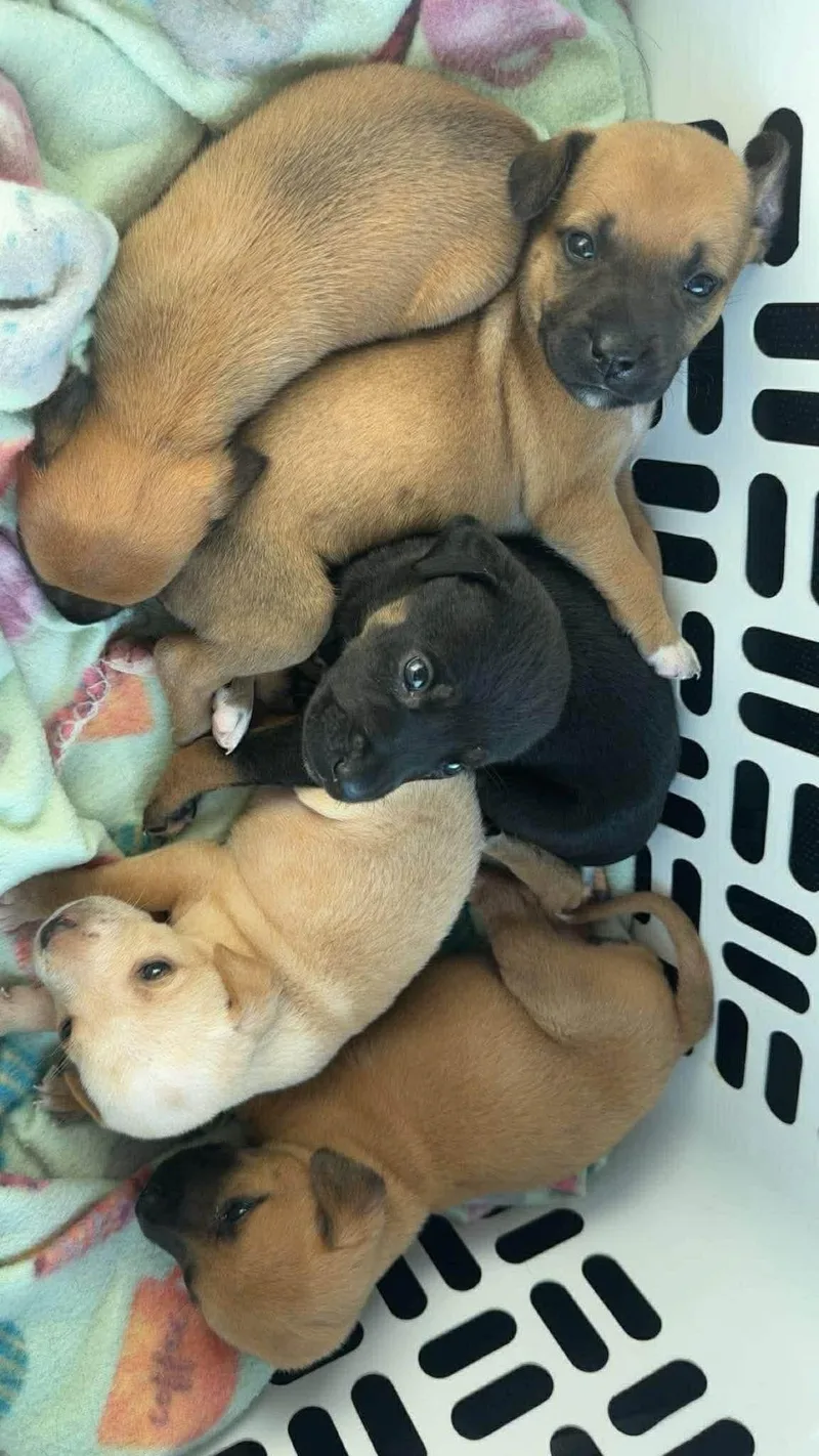 A baby small-sized female Bicolor Chiweenie dog named Sabrina for adoption in Newfoundland, NJ