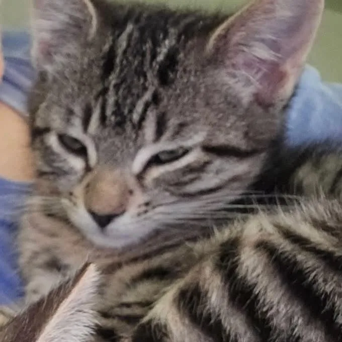 A baby small-sized female Gray / Blue / Silver Domestic Short Hair cat named Chewy Storesund for adoption in Eagle Mountain, UT