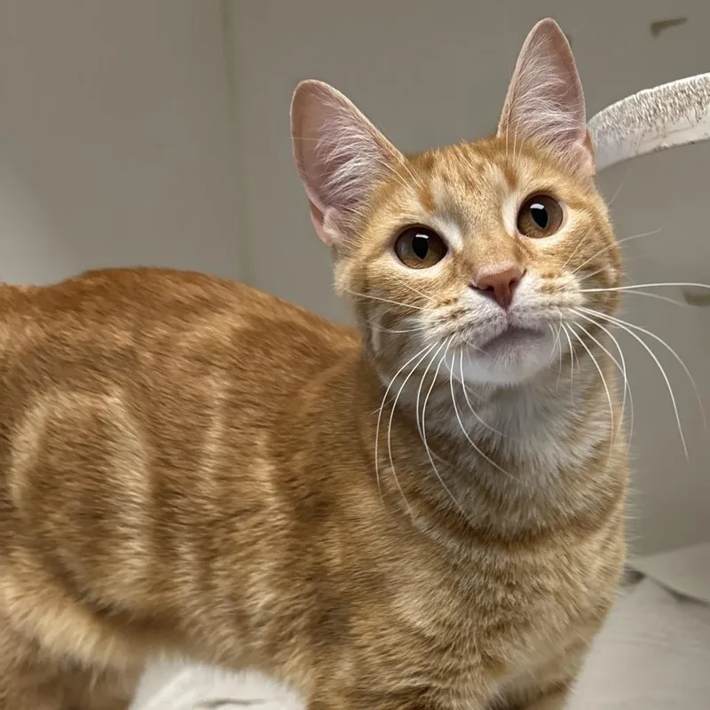 A young medium-sized male Orange / Red Domestic Short Hair cat named Ferrari for adoption in Naperville, IL
