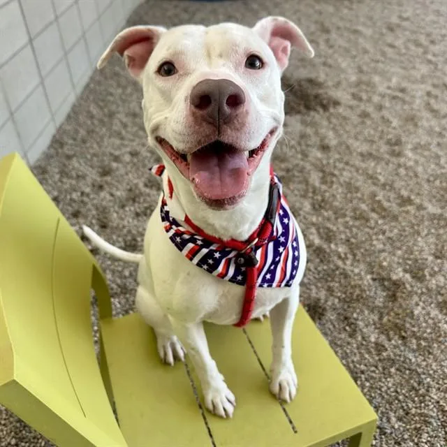 An adult large-sized female Pit Bull Terrier dog named Clarabell for adoption in Mesa, AZ