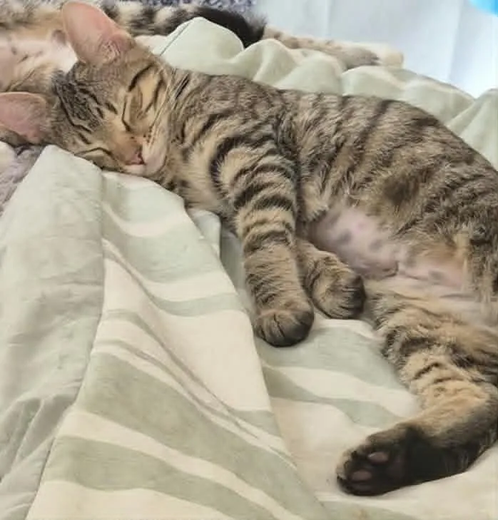 A baby medium-sized female Tabby (Brown / Chocolate) Domestic Short Hair cat named Nome for adoption in Springfield, PA