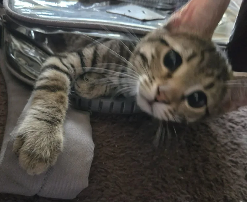 Nome thumbnail 2