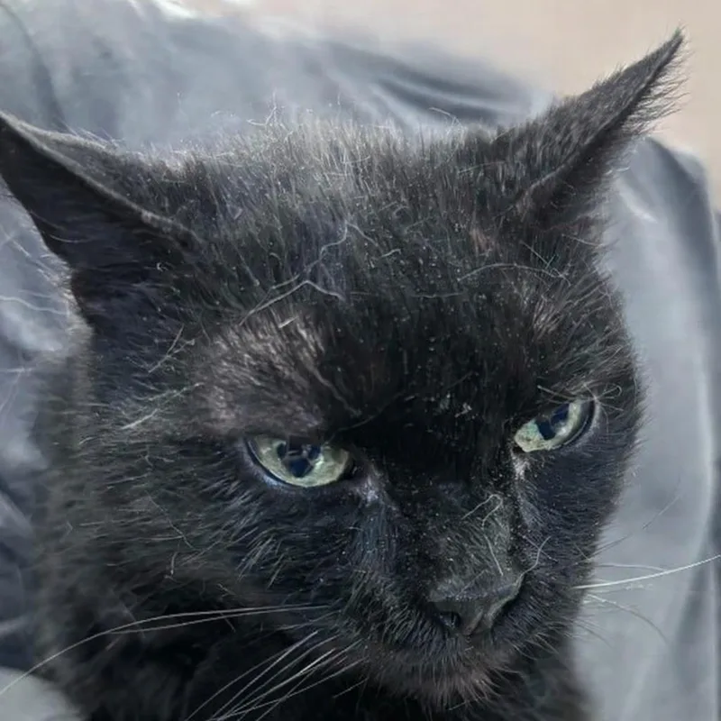 A senior medium-sized female Domestic Medium Hair cat named Noel for adoption in Brenham, TX